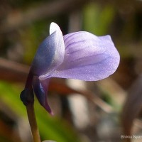 Utricularia graminifolia Vahl